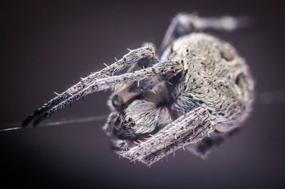 Close-up of spider on web