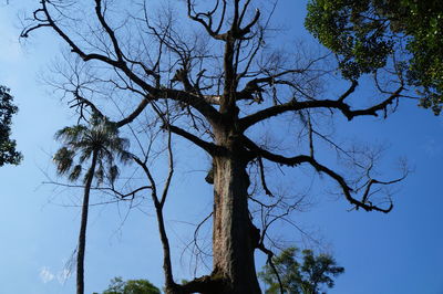 Low angle view of trees against clear sky