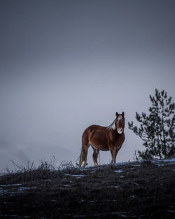 Side view of a horse on snow covered field