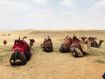 Panoramic view of camels relaxing on sand. egyptian camels