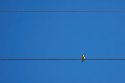 Low angle view of bird perching on cable against clear blue sky