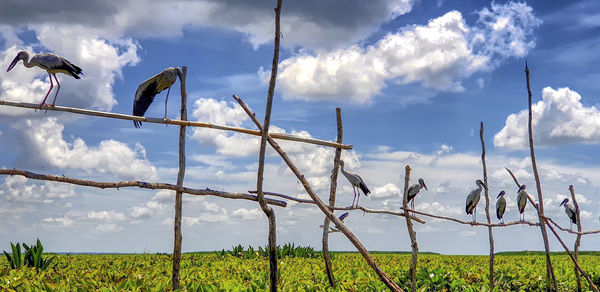 Low angle view of birds on field against sky