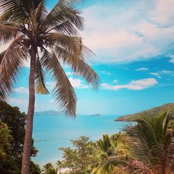 Palm trees by sea against sky