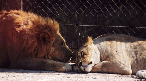 Lion with lioness relaxing by fence