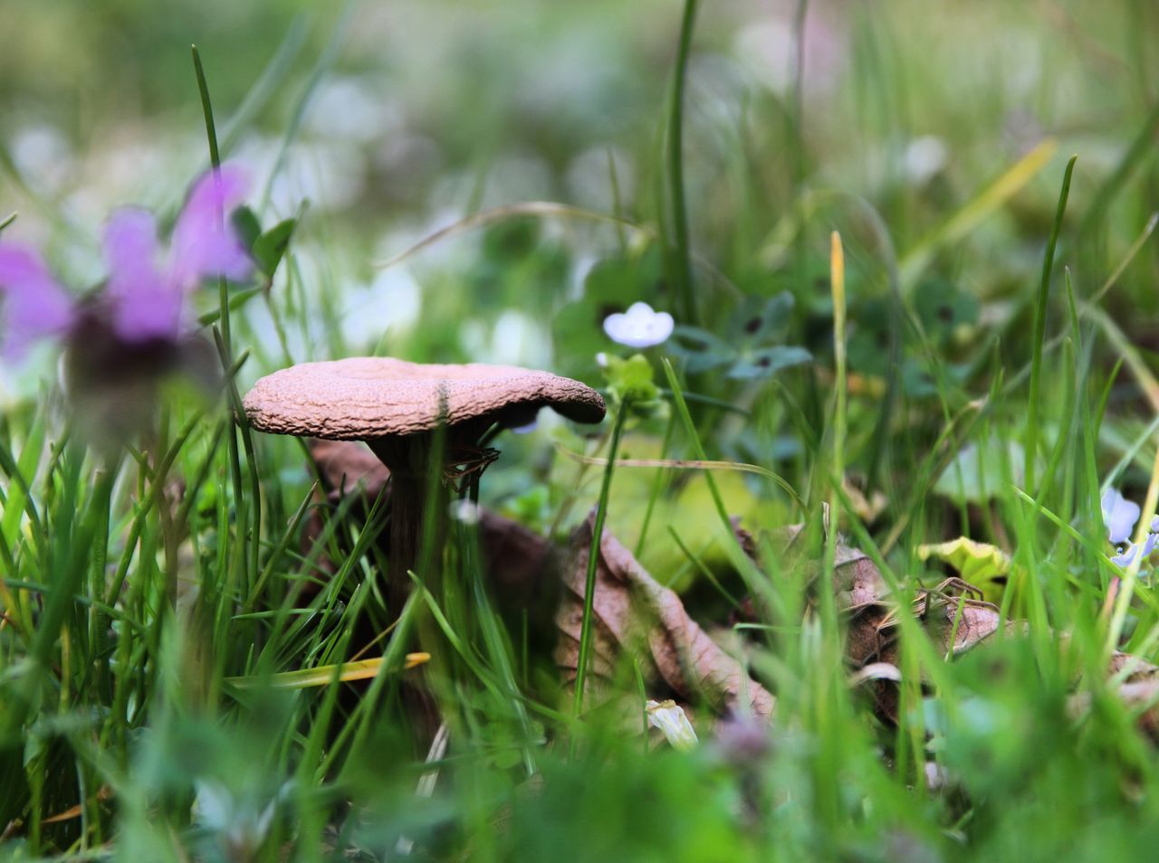 CLOSE-UP OF FLY AGARIC MUSHROOM