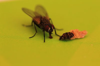 Close-up of insect on leaf