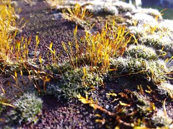 Close-up of plants