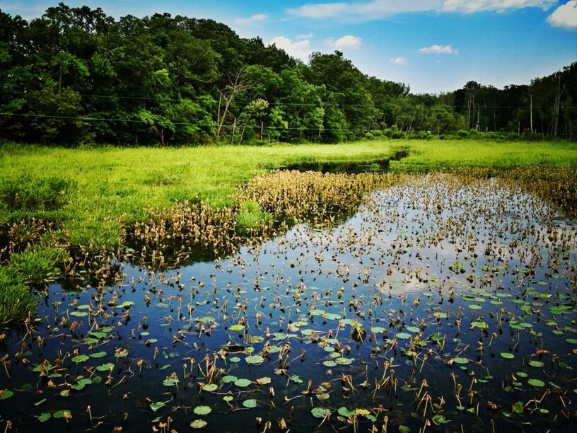 water, tranquil scene, tranquility, beauty in nature, scenics, nature, growth, lake, grass, reflection, landscape, sky, green color, plant, field, tree, day, idyllic, non-urban scene, outdoors