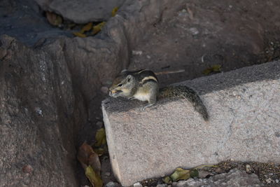 High angle view of squirrel on rock