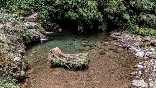 Plants growing on rock in river