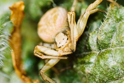 Close-up of crab spider on plant