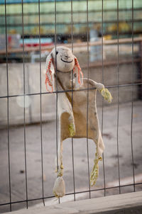 Close-up of forgotten toy bunny at construction site