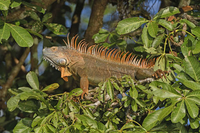 Colorful male iguana in a tree in tortuguero national park in costa rica