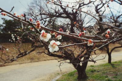 Close-up of apple blossoms in spring