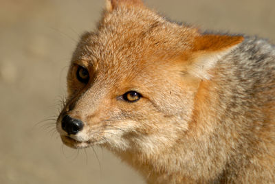 A close-up of a fox in argentina, horizontal screen.