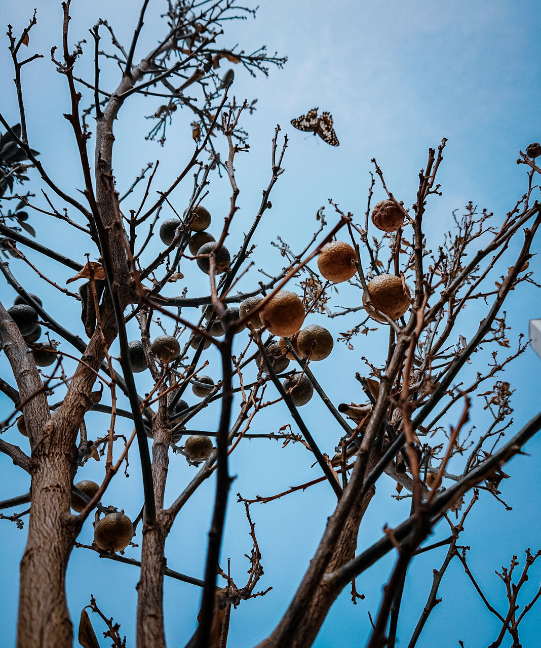 LOW ANGLE VIEW OF BARE TREES AGAINST CLEAR SKY