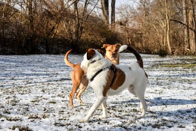 Dogs standing on snow field