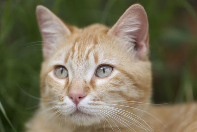 Portrait of a tabby adult cat.