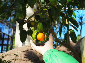 Close-up of hand holding fruits on tree