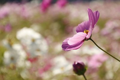 flowering plant