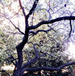 Low angle view of trees