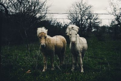 Horse standing on field against sky