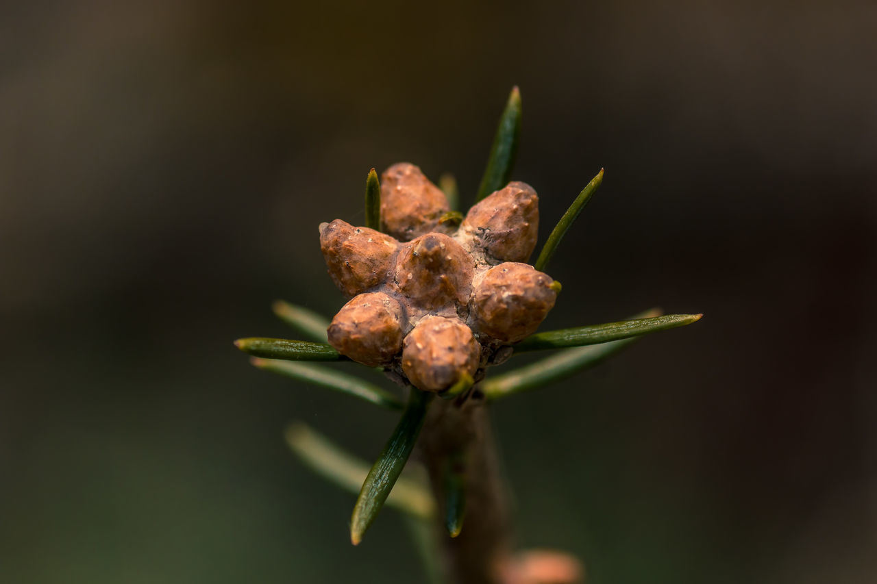 CLOSE-UP OF FLOWER BUDS GROWING ON PLANT