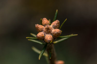 Close-up of flower bud