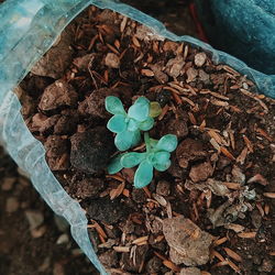 High angle view of potted plant on field