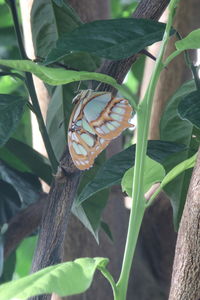 Close-up of butterfly on leaf