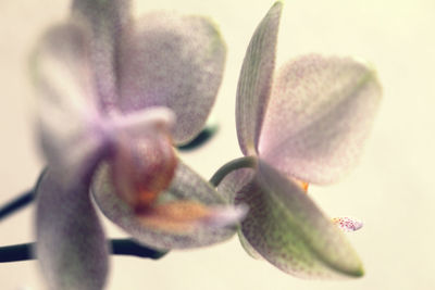 Close-up of flowers