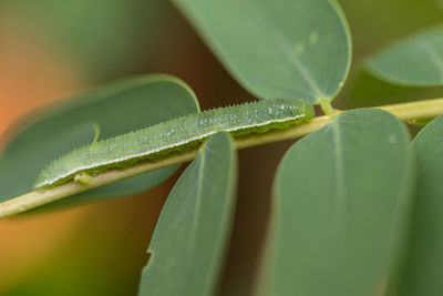 Close-up of fresh green leaves