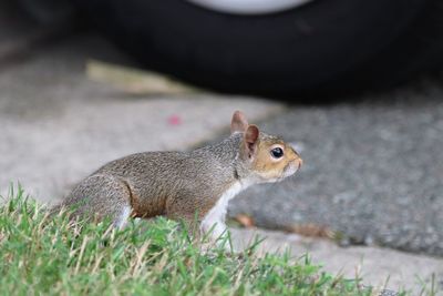 Close-up of squirrel on field