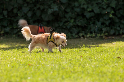 Dog on grass