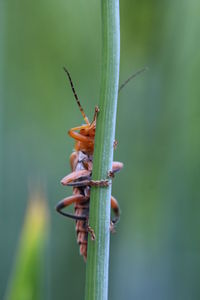 Close-up of insect on plant