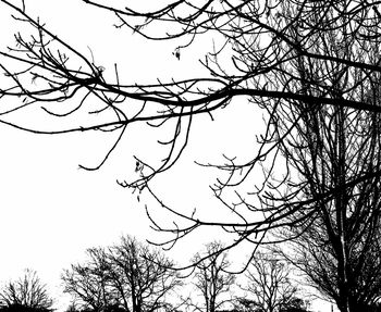 Close-up of bare tree against clear sky