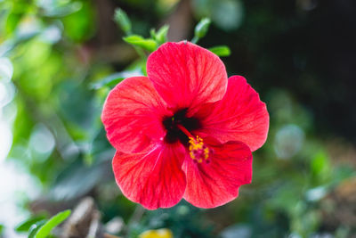 Close-up of red hibiscus flower