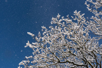Low angle view of snow covered plants against blue sky
