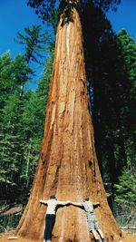 Low angle view of tree trunk