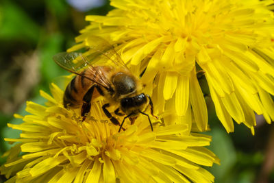 Close-up of bee pollinating on yellow flower