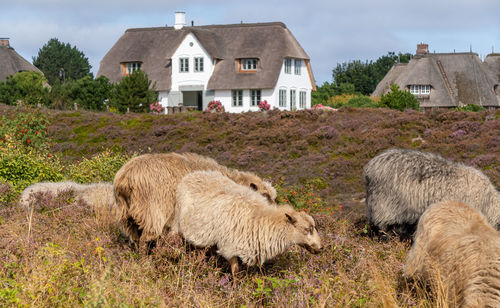 Grazing sheep on the island sylt in front of a house with thatched roof