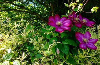 Close-up of pink flowers