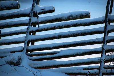 Low angle view of snow covered tree