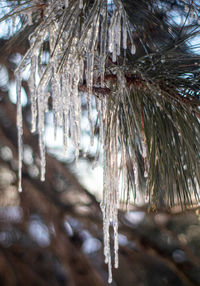 Close-up of icicles on snow covered land