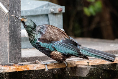 Close-up of bird perching on wood