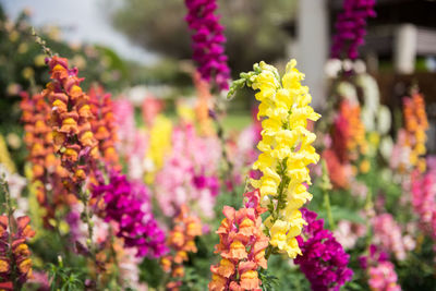 Close-up of multi colored flowers blooming outdoors