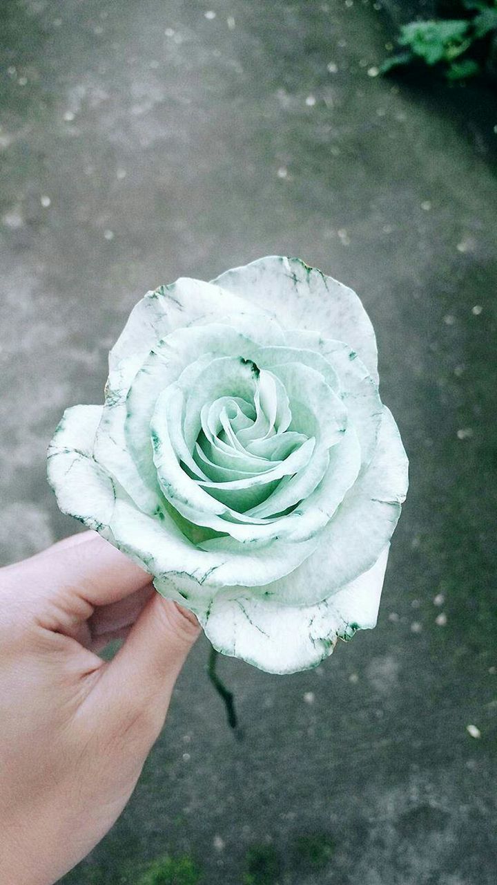 CLOSE-UP OF PERSON HOLDING WHITE FLOWER