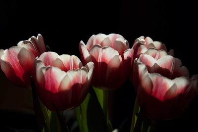 Close-up of pink tulips against black background