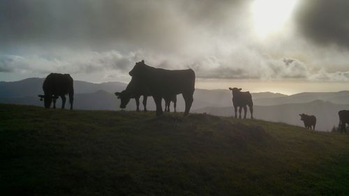 Sheep grazing on field