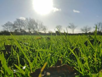 Close-up of fresh green field against sky